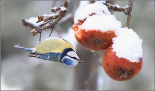 <p>SÝKORA MODŘINKA (Cyanistes caeruleus) /Eurasian blue tit - Blaumeise/</p>
